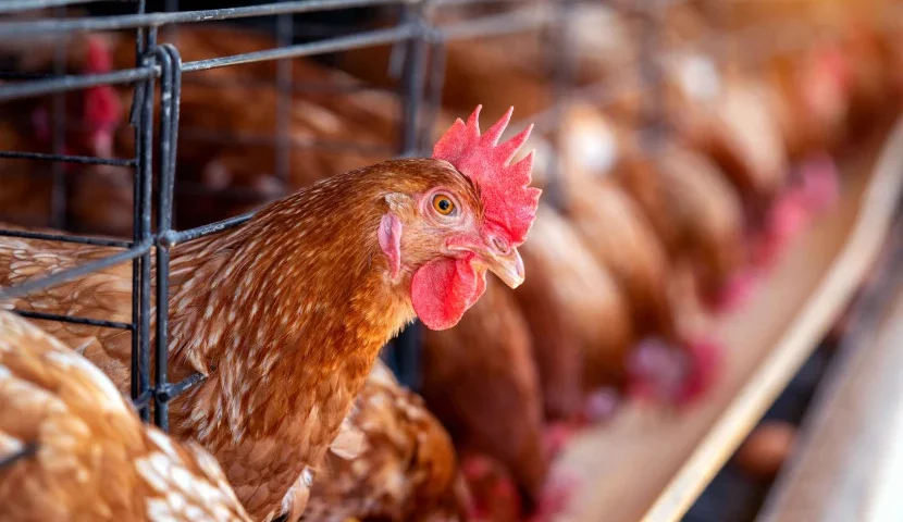 Produksi Telur Menurun Tiba-tiba? Ini Berbagai Faktor yang Membuat Ayam Petelur Berhenti Bertelur